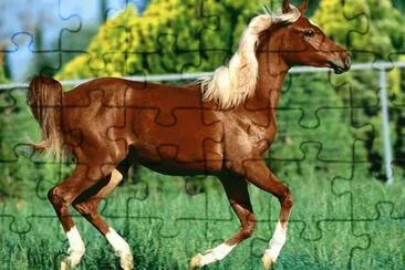 Horse jigsaw puzzle