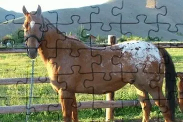 Appaloosa Horse jigsaw puzzle