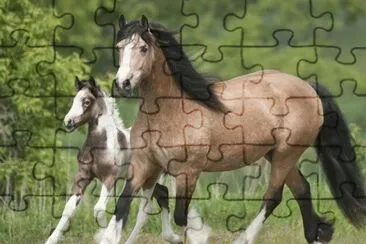 Gypsy Horses jigsaw puzzle