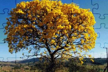 Caatinga jigsaw puzzle