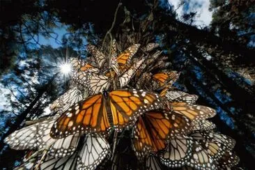 Mariposa Monarca (MÃ©xico)