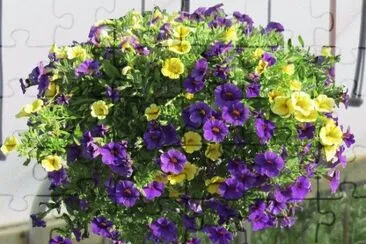 Hanging Basket of Mini Petunias