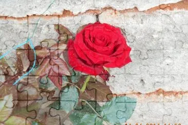 rosa rossa jigsaw puzzle