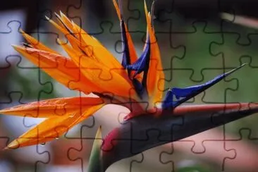 fleur oiseau du paradis jigsaw puzzle