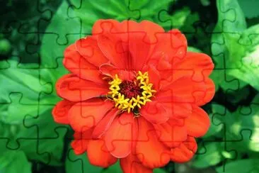 fleur jigsaw puzzle