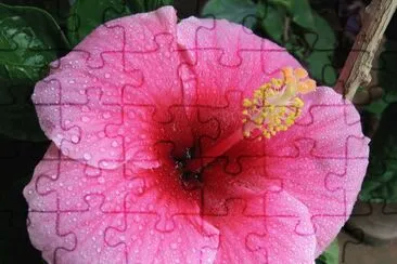 hibiscus jigsaw puzzle