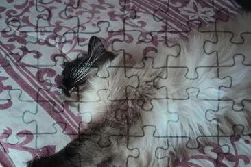 Gatita dormilona y flojita jigsaw puzzle