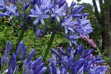 fleurs: Agapanthe