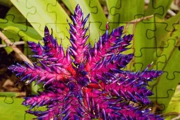 fleurs: bromelia