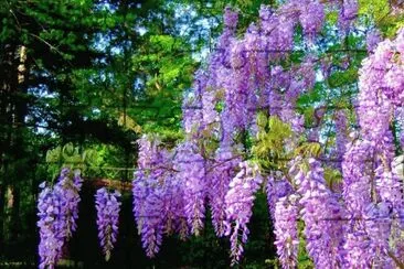 fleurs: glycine