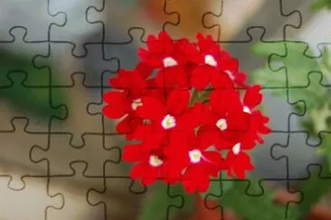 verveine jigsaw puzzle