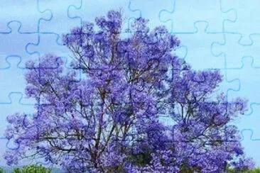 - jacarandÃ¡ imponente