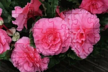 begonia jigsaw puzzle