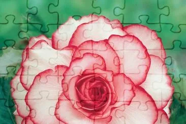 begonia jigsaw puzzle