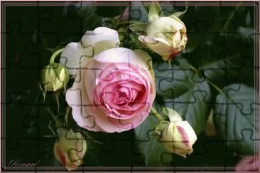 rose jigsaw puzzle