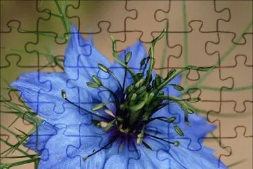 Nigella Damascene jigsaw puzzle