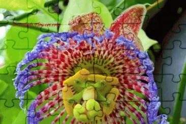 Maypop Passion Flower