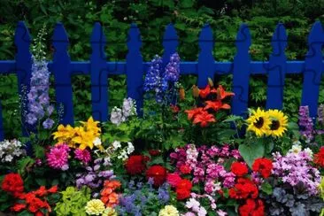 Colorful Garden Flowers Against Blue Fence