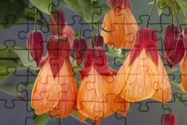 abutilon