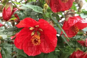 abutilon