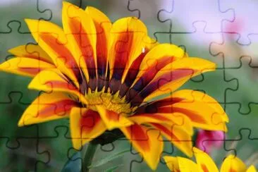 Flor de fogo jigsaw puzzle