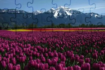 Seabird Island Tulip Field- British Columbia