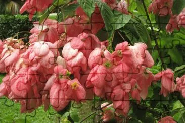 mussaenda