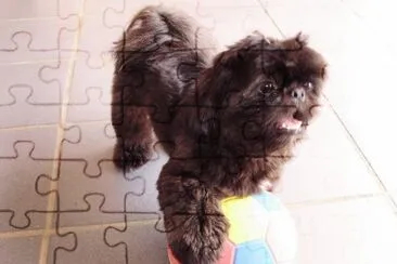 animais jigsaw puzzle