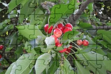 natura jigsaw puzzle