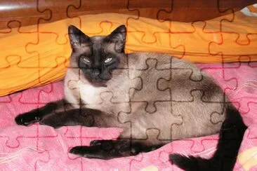 mon chat Ramses jigsaw puzzle