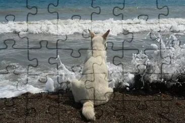 CÃ£o na praia jigsaw puzzle