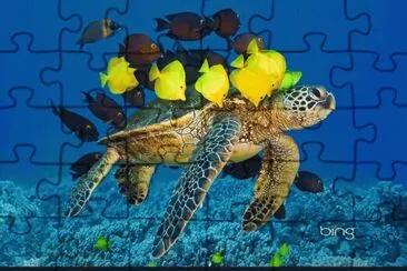 Tartarugas   cia jigsaw puzzle