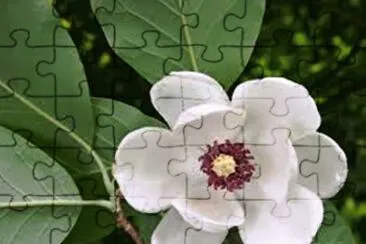 MagnÃ³lia jigsaw puzzle