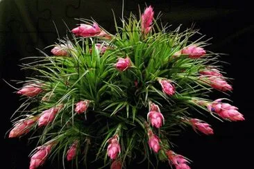 פאזל של Tillandsia stricta