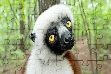 LEMUR