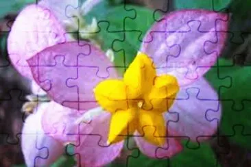 Mussaenda jigsaw puzzle