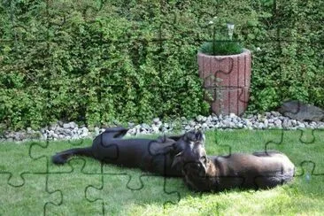 Shila und Noki im Garten jigsaw puzzle