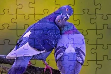 פאזל של pigeons