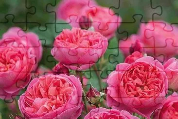 Rose Garden jigsaw puzzle