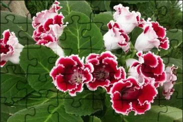 gloxinia