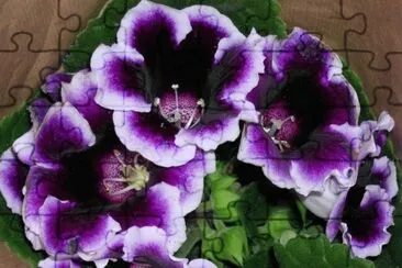 gloxinia