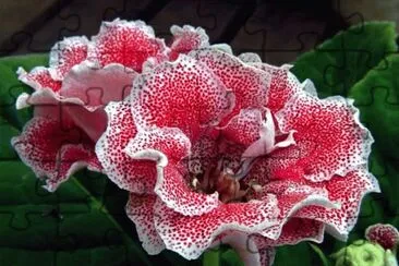 gloxinia