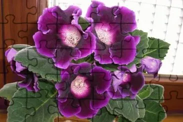 gloxinia