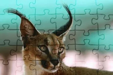 animal: linx jigsaw puzzle