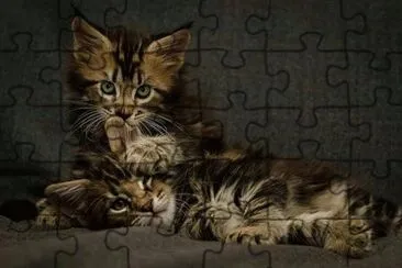 animal: chatons jigsaw puzzle