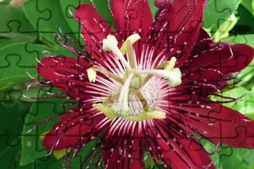 passiflora