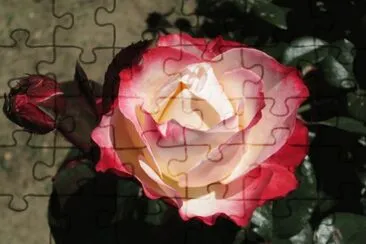 rose jigsaw puzzle