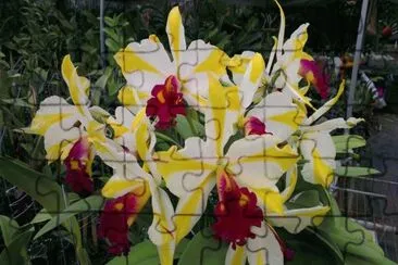 orquÃ­deas