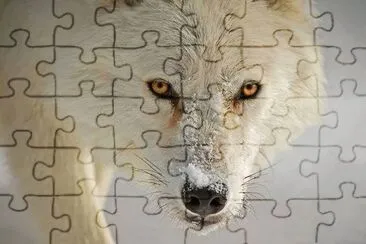 loup jigsaw puzzle