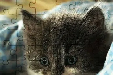 chaton jigsaw puzzle